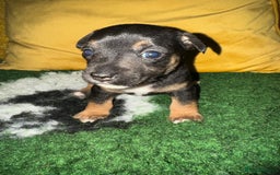 Jack Russell dogs for sale: Stunning Miniature Jack Russell Puppies  - Image 6