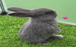 French Lop rabbits for sale: Pure French lops - Image 6