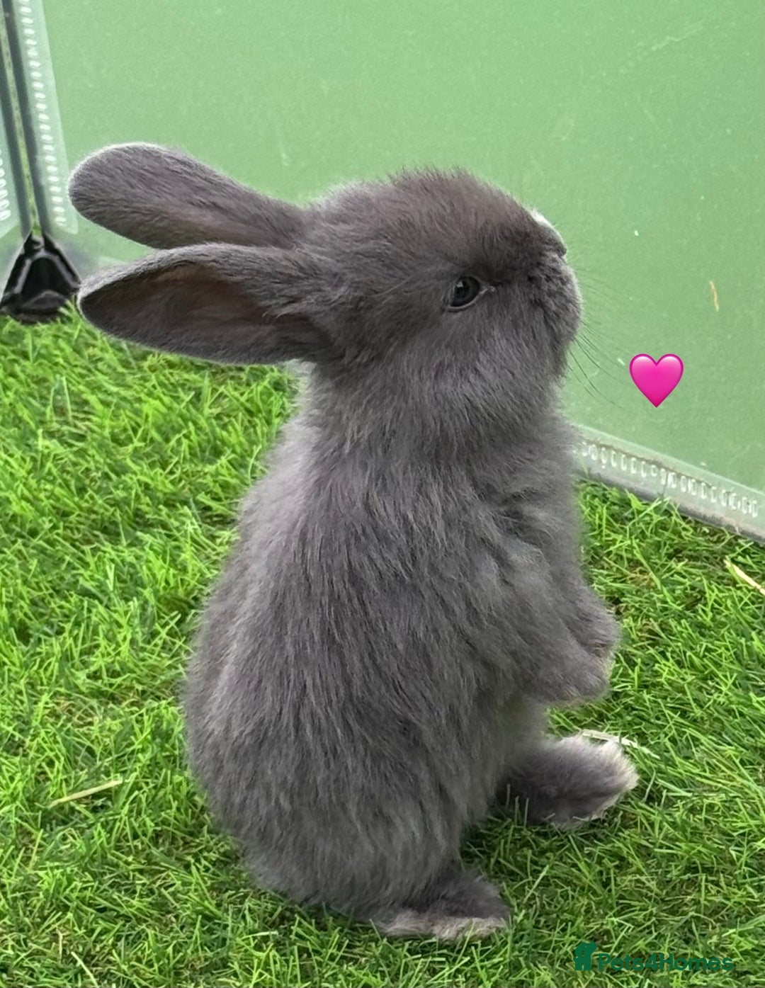 French Lop rabbits for sale: Pure French lops - Image 6
