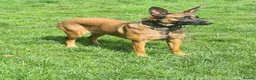 Belgian Shepherd Dog dogs for sale: Belgian malinois x german shepherd  - Advert 7