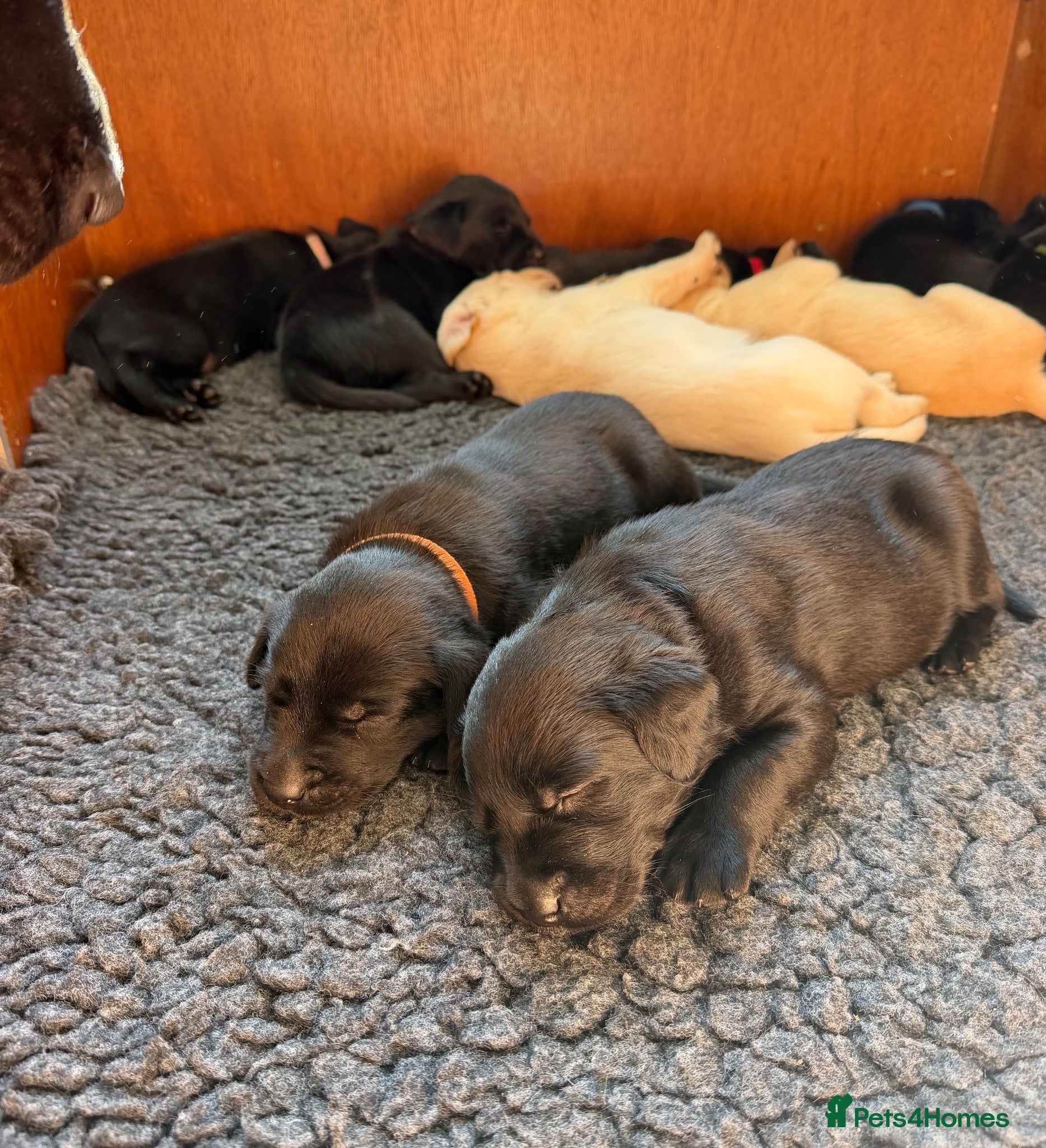 Labrador Retriever dogs Gorgeous KC Registered Labrador Puppies  - Advert 1