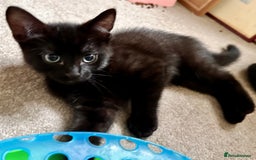 Mixed Breed cats for sale: Amiable bengal&tabby mix kittens: price reduced - Image 10