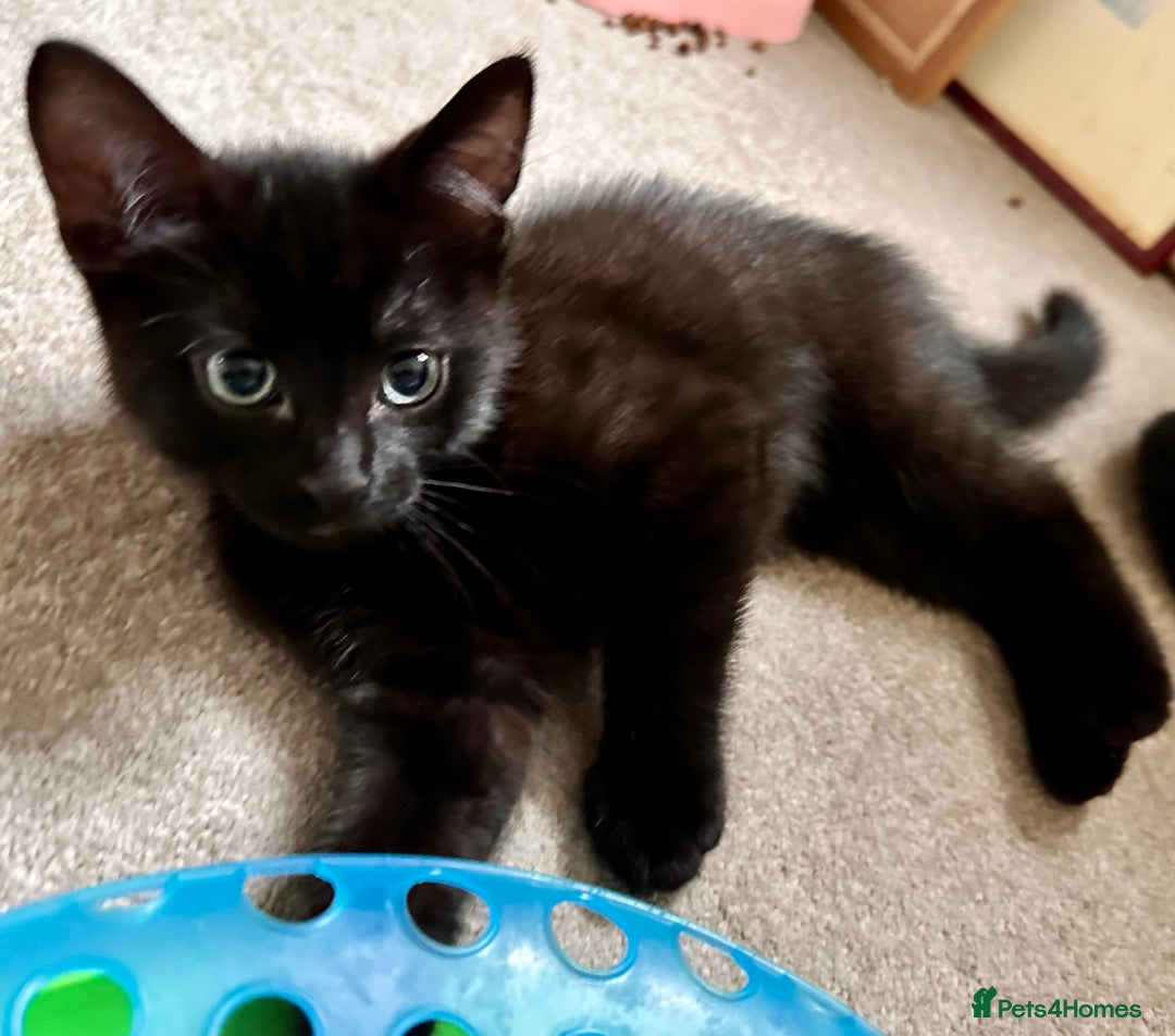 Mixed Breed cats for sale: Amiable bengal&tabby mix kittens: price reduced - Image 10