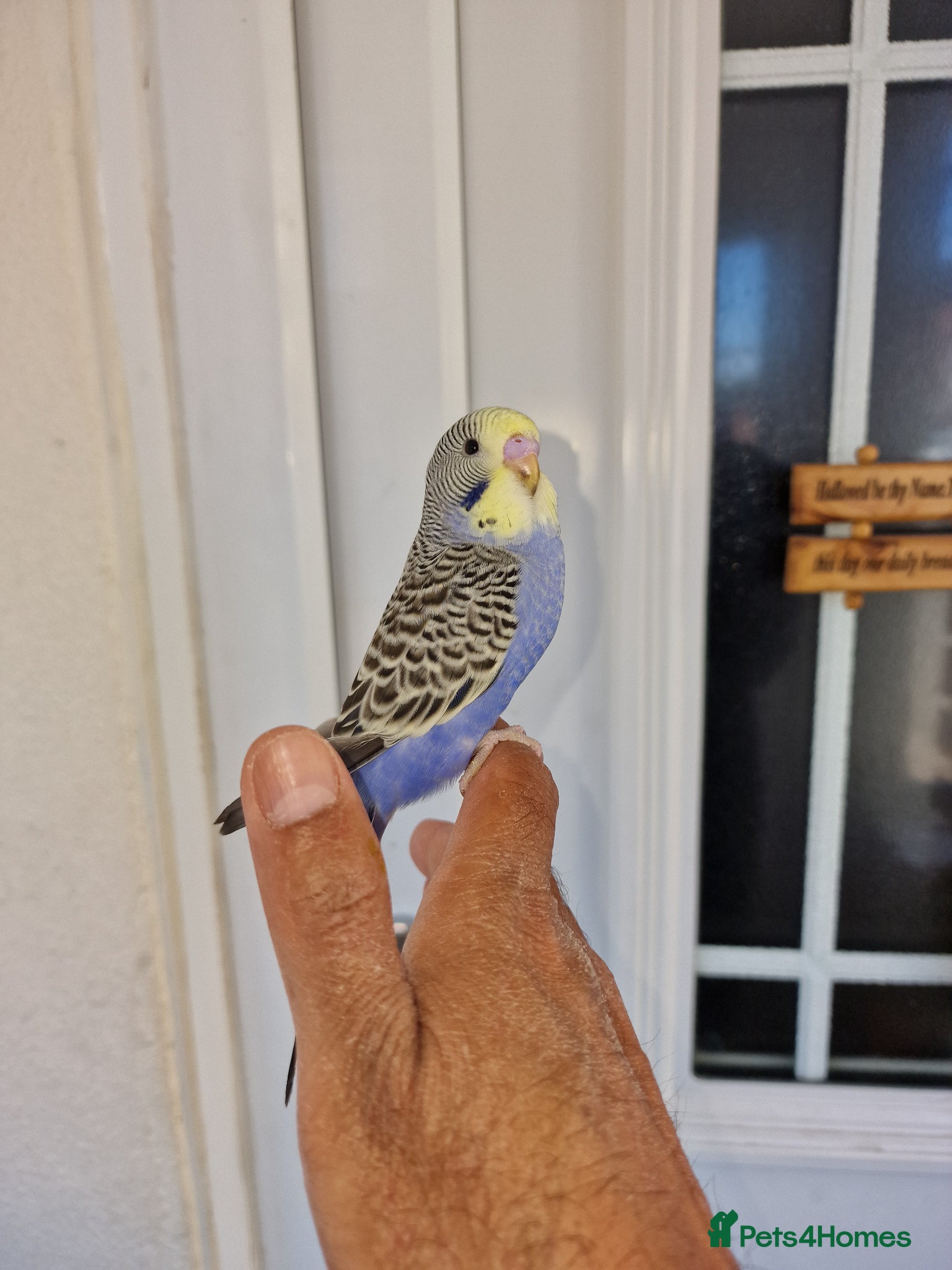 Budgerigars birds Super hand tamed baby budgies for sale  - Advert 10
