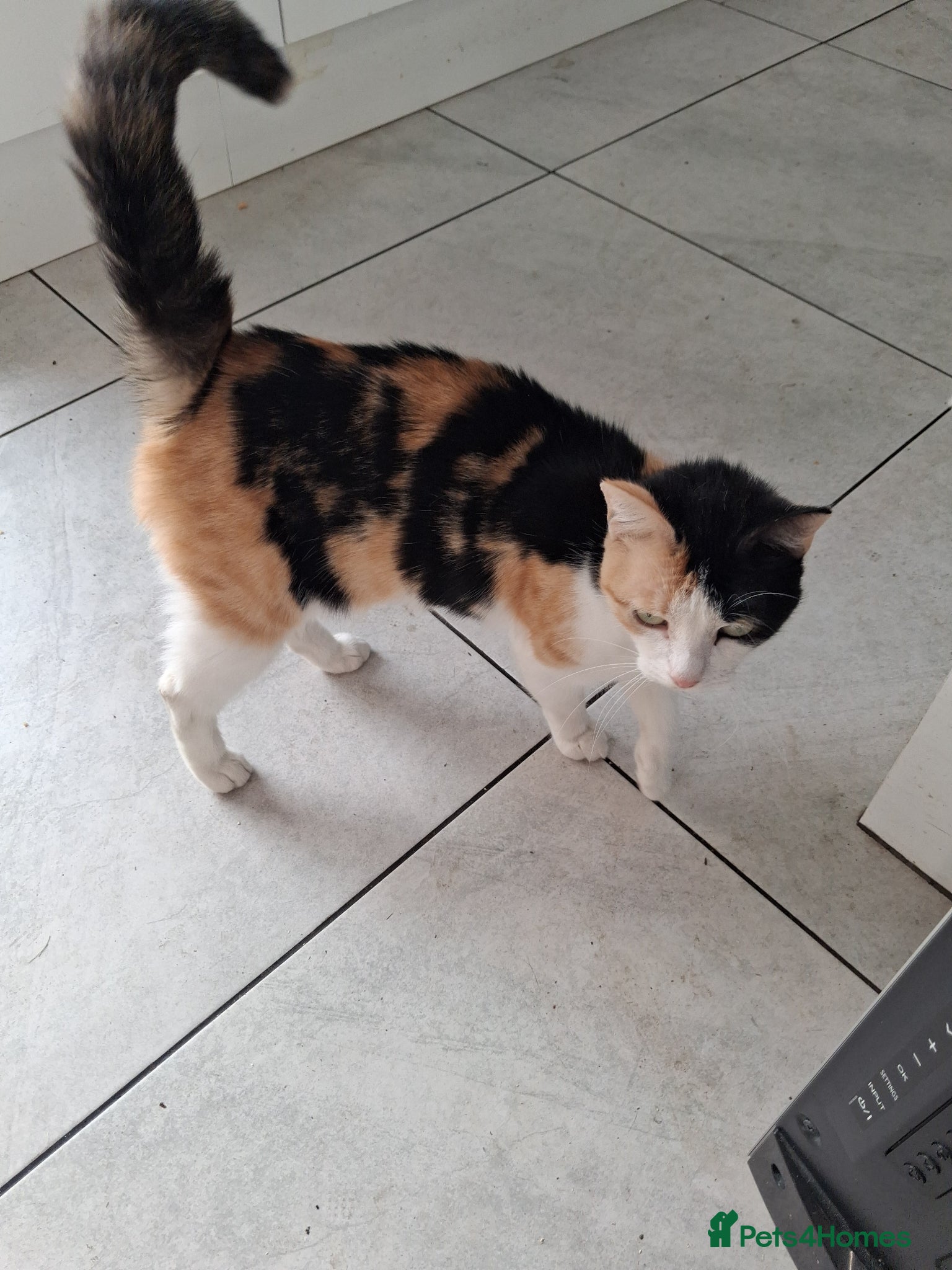 Mixed Breed cats Beautiful   long haired   black and white kitten  - Advert 1