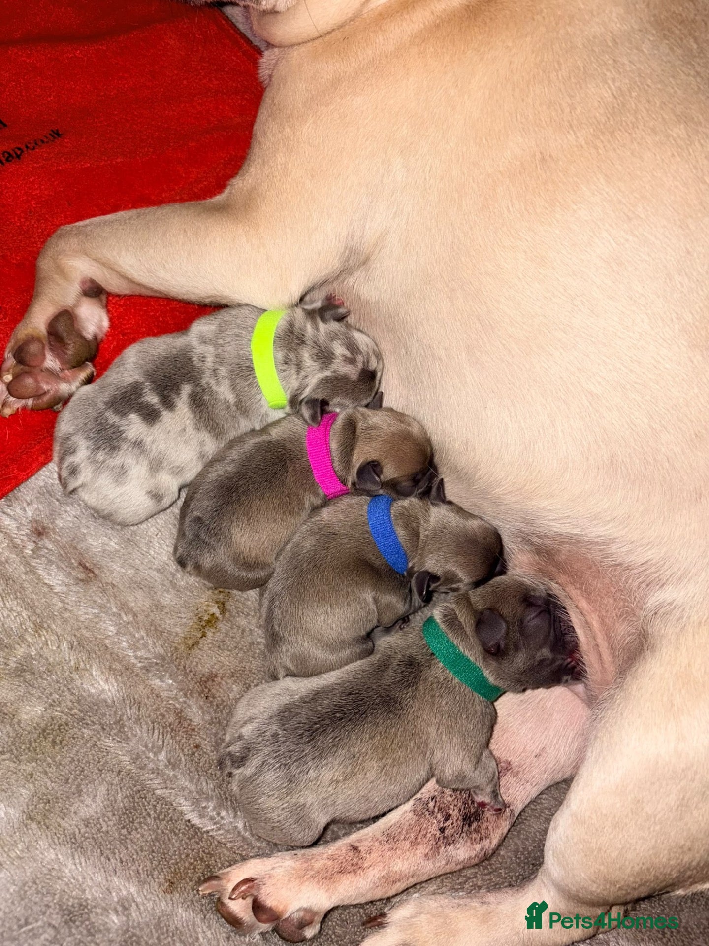 French Bulldog dogs 🔥🔥🐾🐾🔥🔥1 Female & 4 Males Left 🔥🔥🐾🐾🔥🔥 - Advert 9