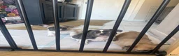 French Bulldog dogs for sale: Frenchie puppies  in Kirkcaldy - Advert 8
