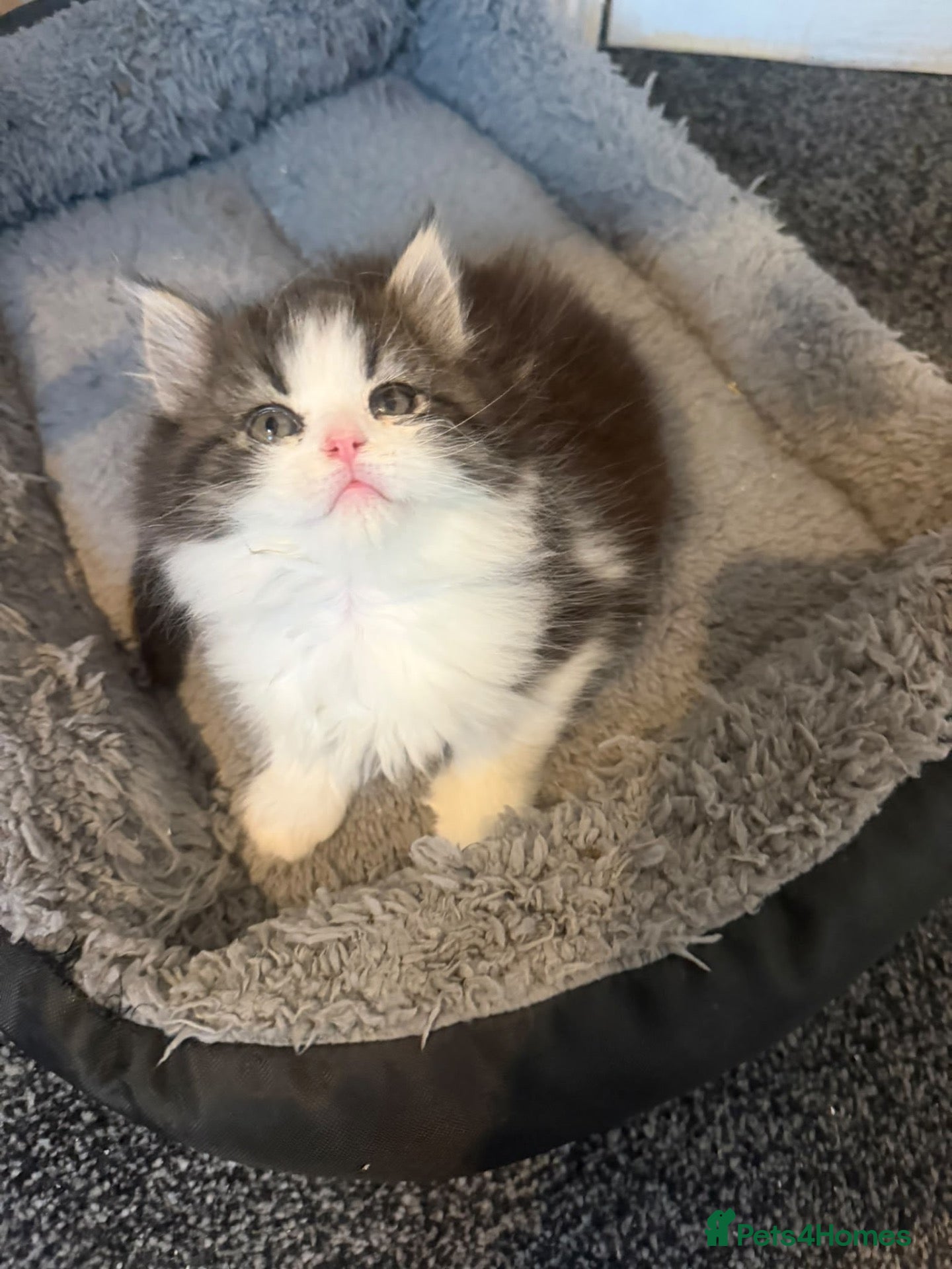 Persian cats for sale: Stunning pure Persian babies ready now  - Advert 1