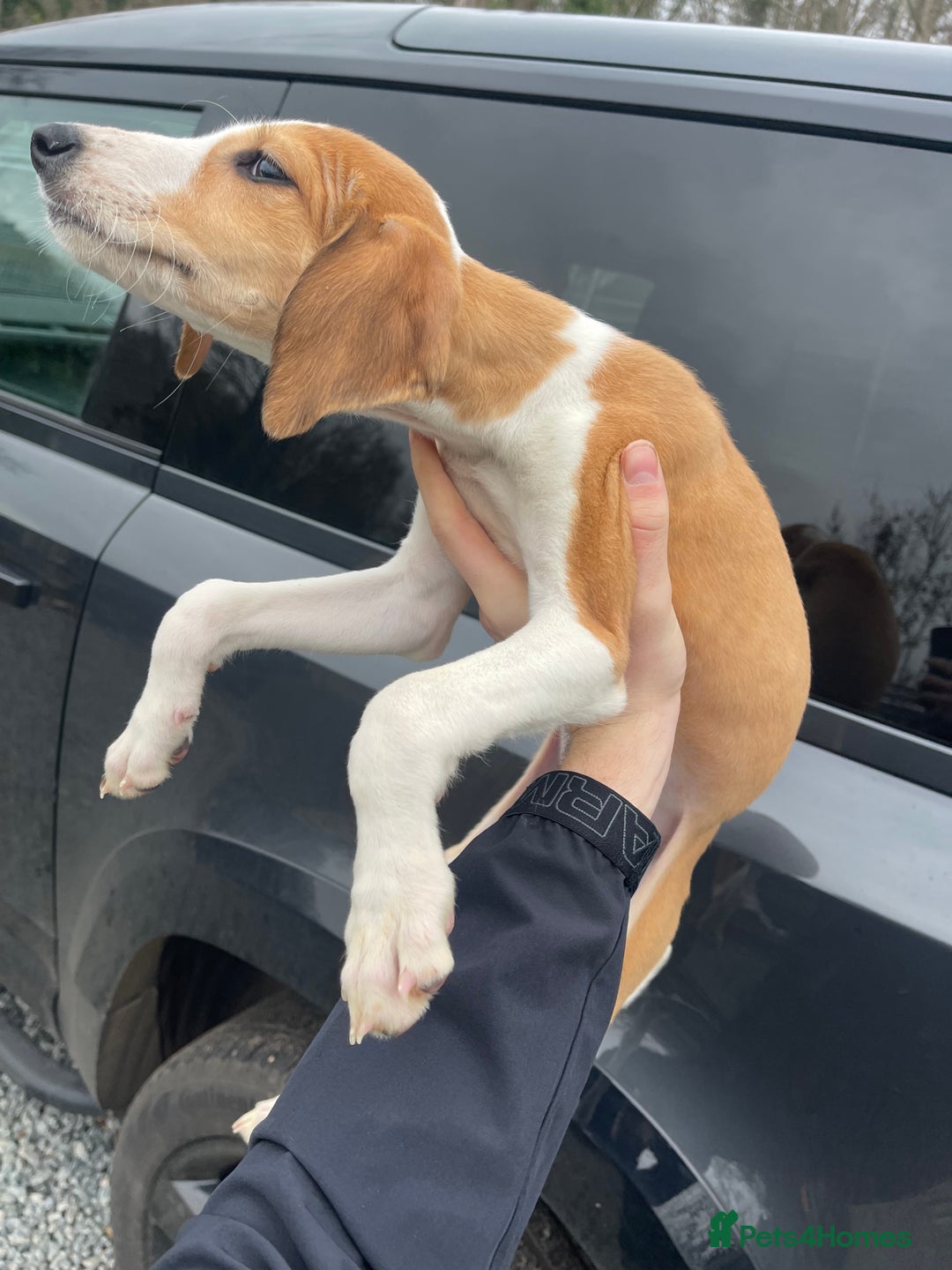 Mixed Breed dogs for sale: Pure saluki-greyhound puppies  - Advert 10