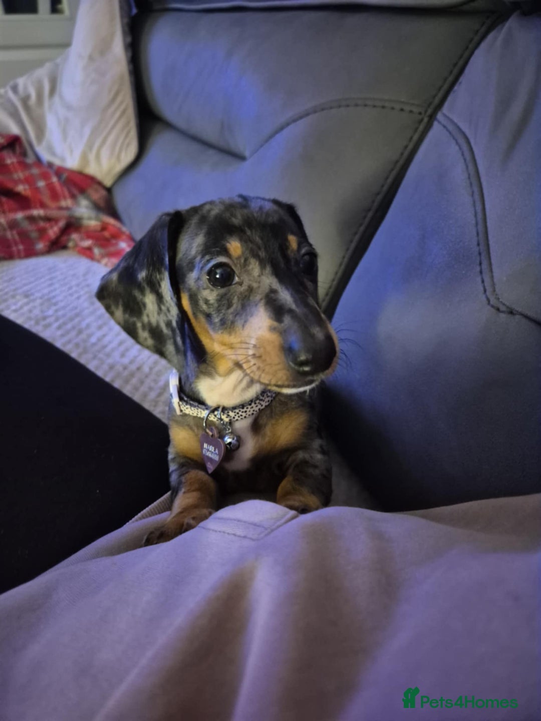 Dachshund dogs for sale: Dapple daschund - Advert 7