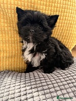 Yorkshire Terrier dogs Yorkshire terrier Black Biewer Ready To Leave ❣️❣️ - Advert 13
