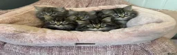 Maine Coon cats for sale: Maine coon x Persians kittens  - Advert 6