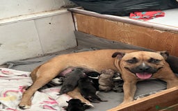 American Bully dogs for sale: Pocket bullies - Image 12