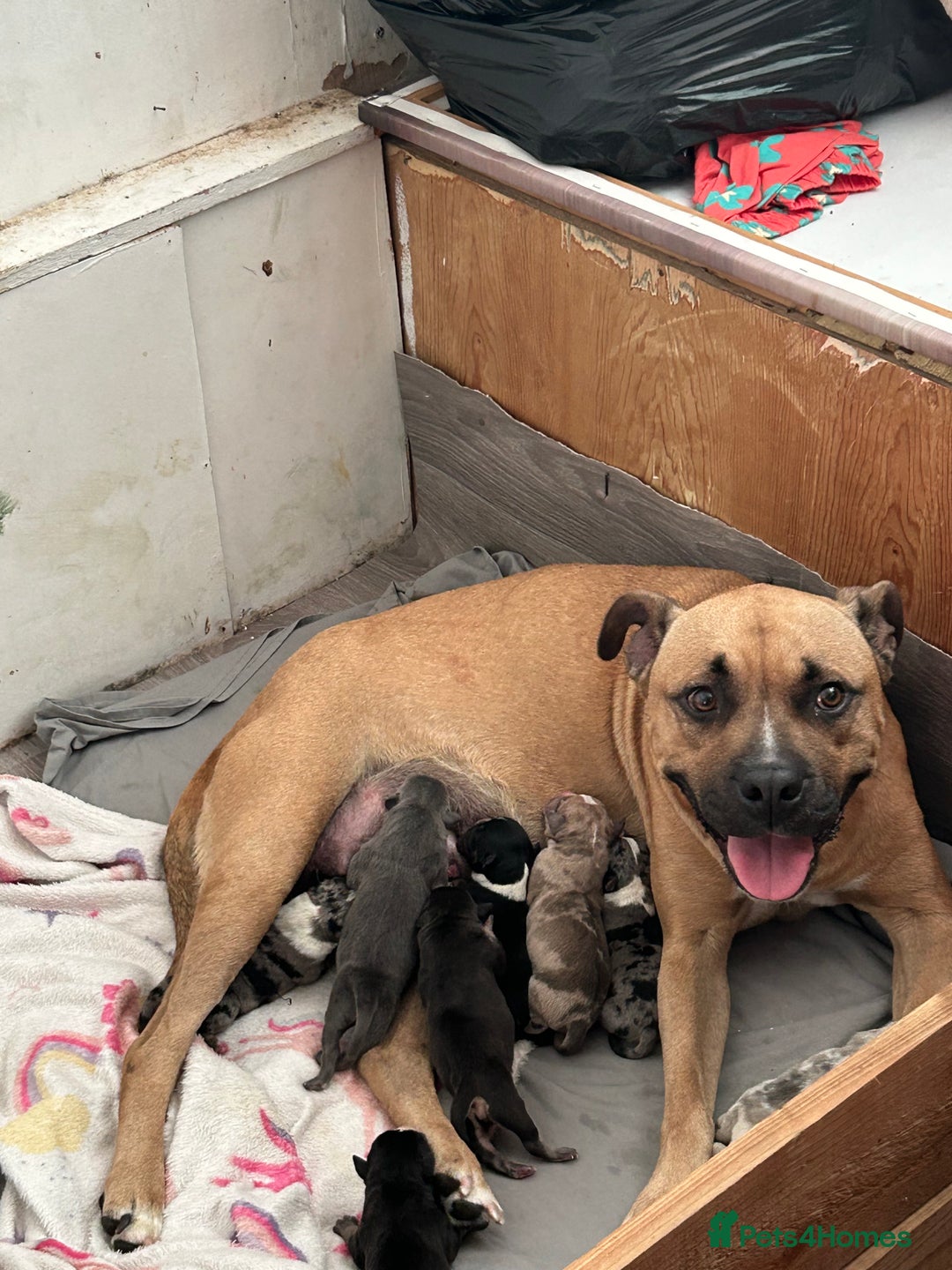 American Bully dogs for sale: Pocket bullies - Image 12