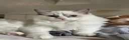 Ragdoll cats for sale: 🤍Exquisite 87.5% Ragdoll Kittens. Rare colours - Advert 23