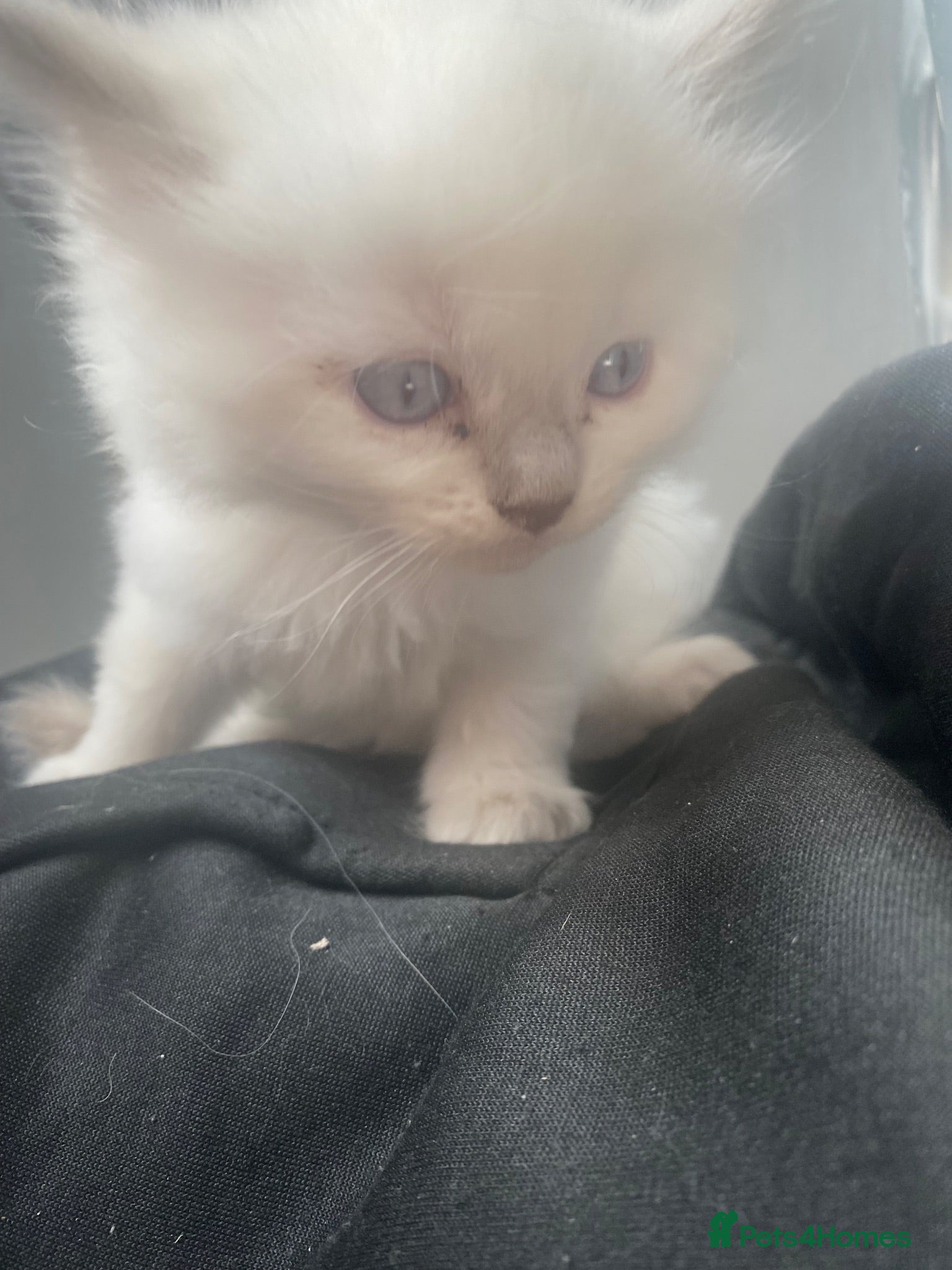 Ragdoll cats male ragdoll kittens  - Advert 1
