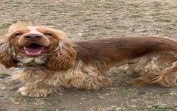 Cocker Spaniel dogs for sale: Beautiful KC reg Cocker Spaniel Pups - Image 16