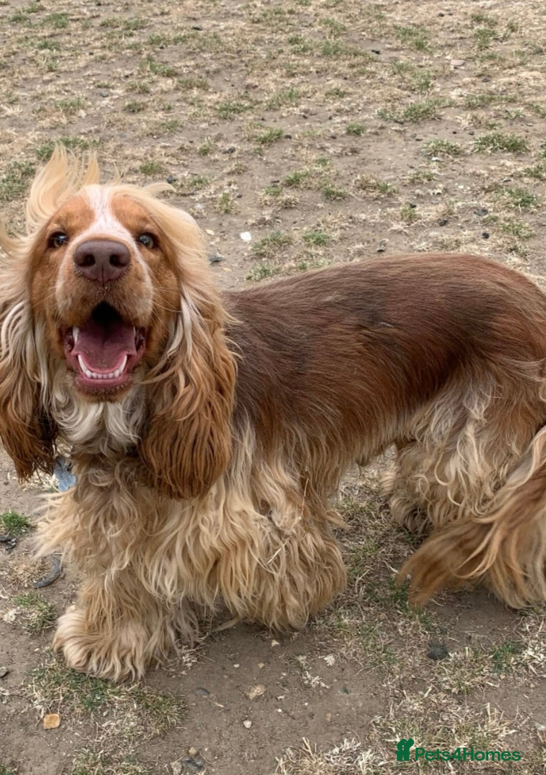 Cocker Spaniel dogs for sale: Beautiful KC reg Cocker Spaniel Pups - Image 16