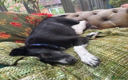 Mixed Breed dogs for adoption: Meet Benni, currently residing in Surrey - Image 3