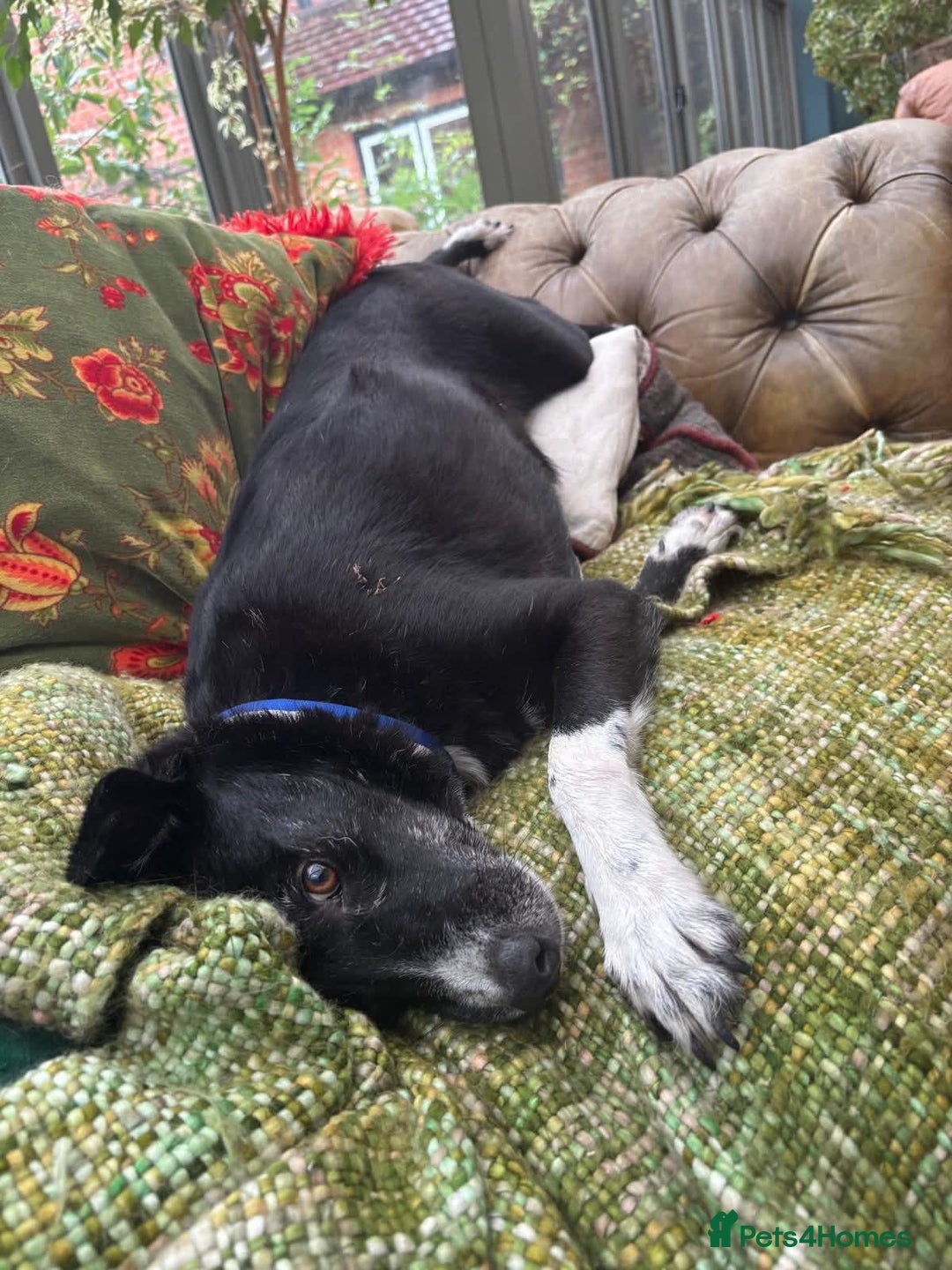 Mixed Breed dogs for adoption: Meet Benni, currently residing in Surrey - Image 3