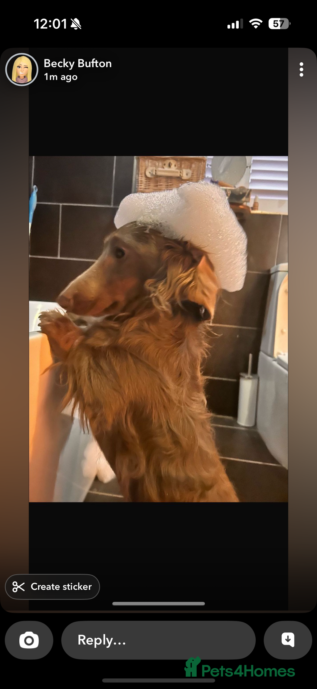 Miniature Dachshund dogs for sale: Handsome Isabella & tan male  - Image 5
