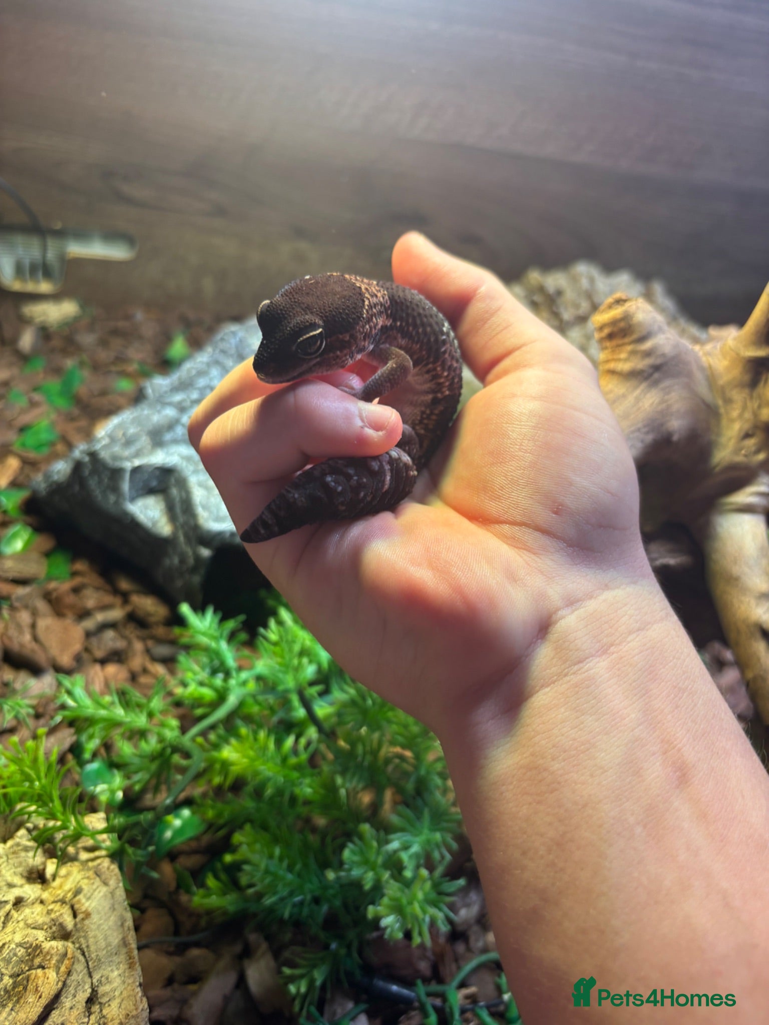 Gecko reptiles 3 fat tailed geckos all female not including tank - Advert 12