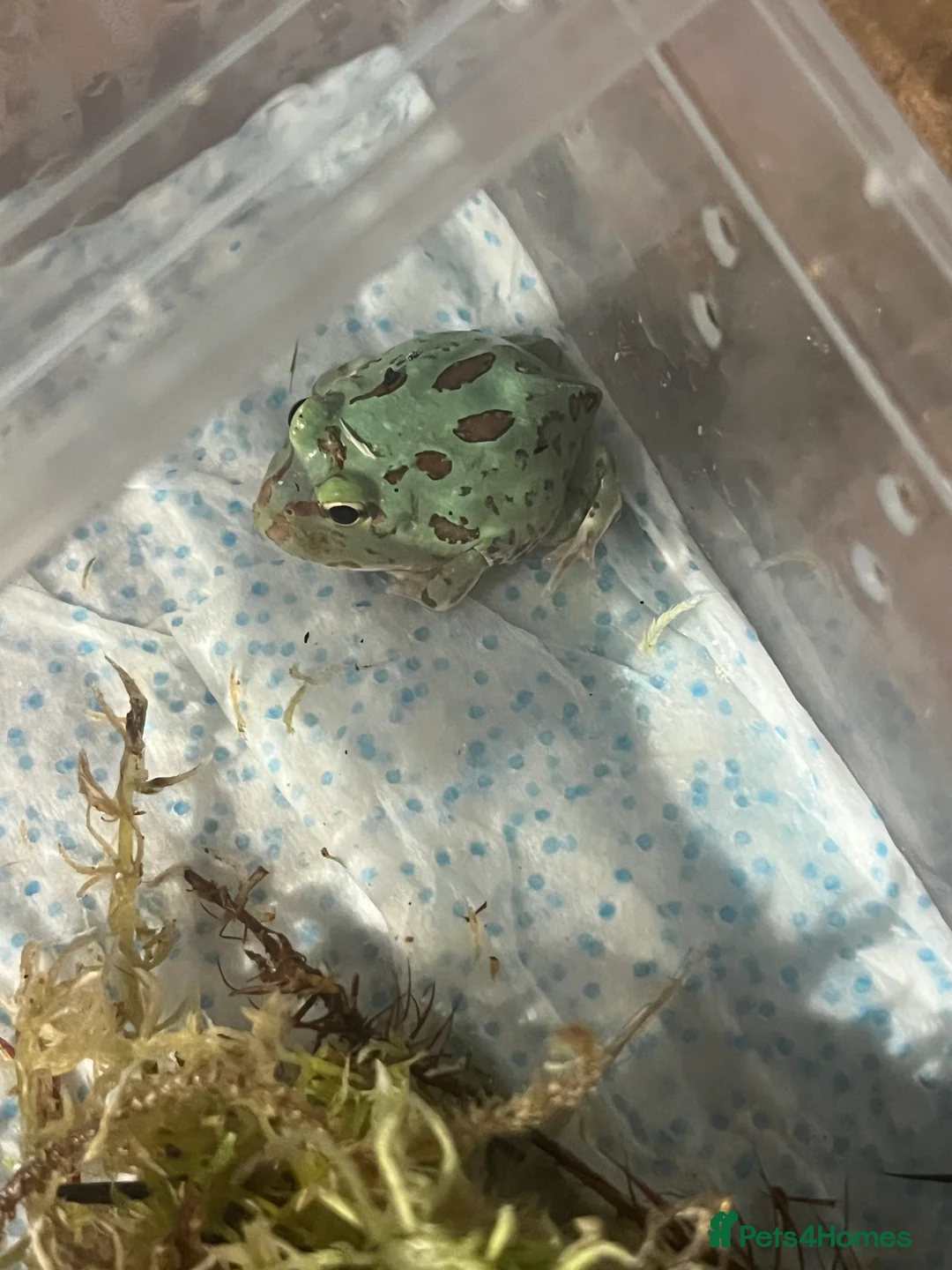 Frog reptiles for sale: Baby Pac-Man Froglets  - Advert 12