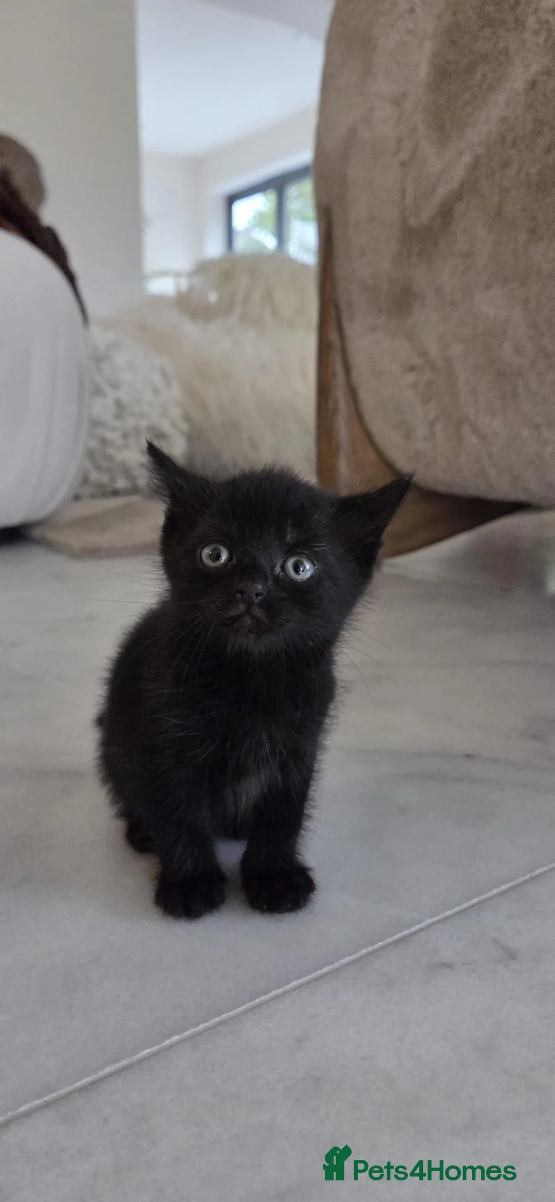 Mixed Breed cats for sale: 3 lovely all black kittens - Advert 2