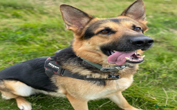 German Shepherd dogs for sale: German Shepherd for rehoming - Image 2