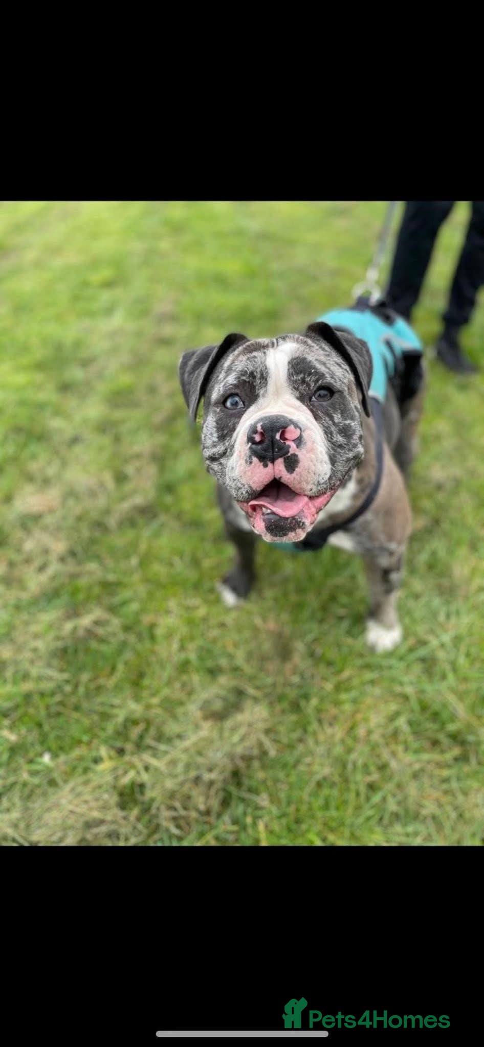 Old Tyme Bulldog dogs The amazing Lola  - Advert 2