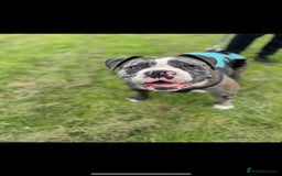 Old Tyme Bulldog dogs for sale: The amazing Lola  - Advert 1