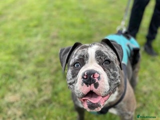 Old Tyme Bulldog dogs for sale: The amazing Lola - Advert 1