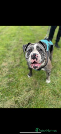 Old Tyme Bulldog dogs The amazing Lola - Advert 1