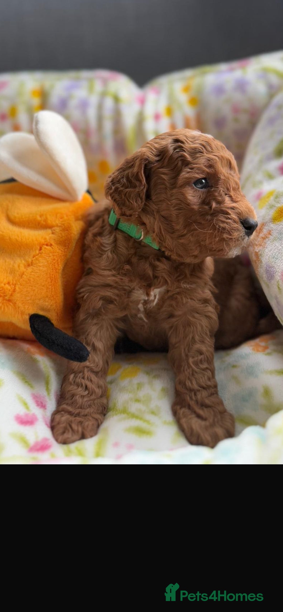 Mixed Breed dogs for sale: Mini Double Doodles 🧬 Tested Clear  - Image 4