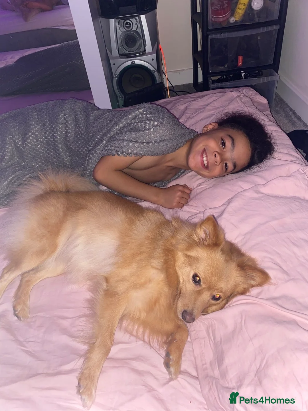 Pomsky dogs for stud:     Gorgeous Pomeranian Girl for Stud in London - Advert 2