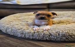 Staffordshire Bull Terrier dogs for sale: !READY NOW! KC Reg Quality Red Staffy Puppies  - Image 11