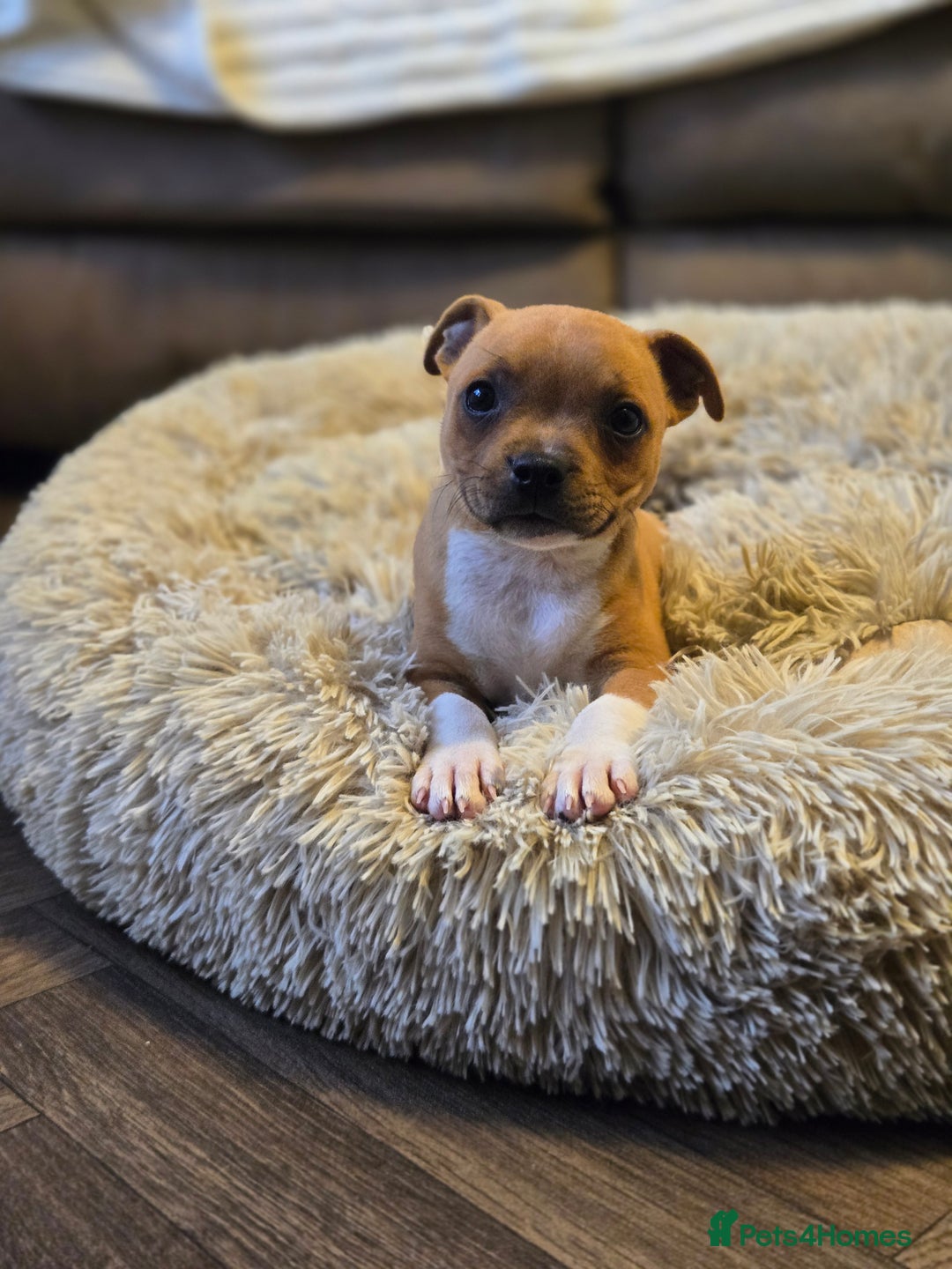Staffordshire Bull Terrier dogs for sale: !READY NOW! KC Reg Quality Red Staffy Puppies  - Image 11