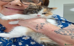 Turkish Angora cats for sale: Beautiful Turkish Angora Calico Female Kitten - Image 6
