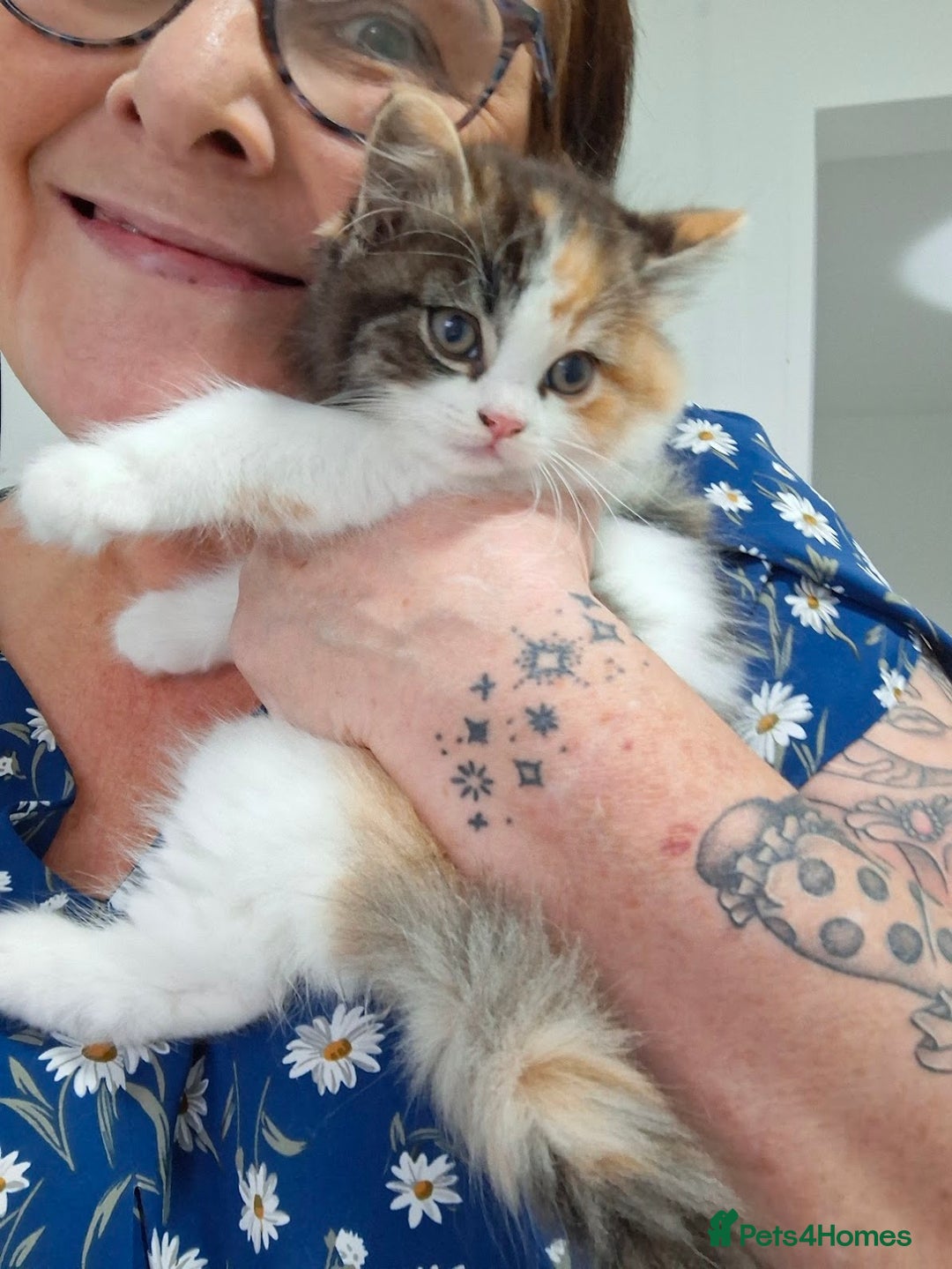 Turkish Angora cats for sale: Beautiful Turkish Angora Calico Female Kitten - Image 6