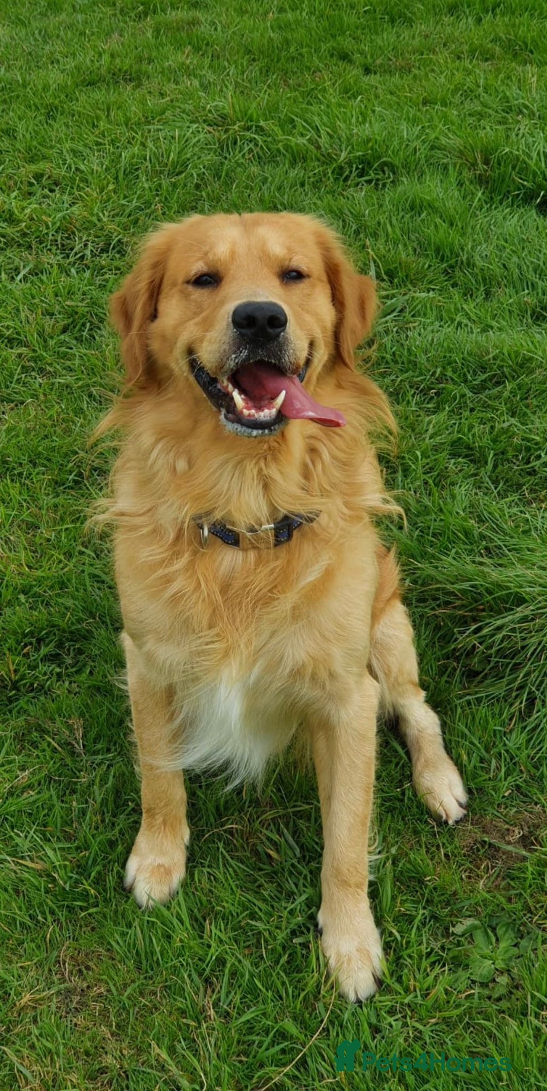 Mixed Breed dogs for sale: Golden retriever cross welsh collie  - Image 18