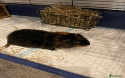 Guinea Pig rodents for sale: Male guinea pig - Image 6