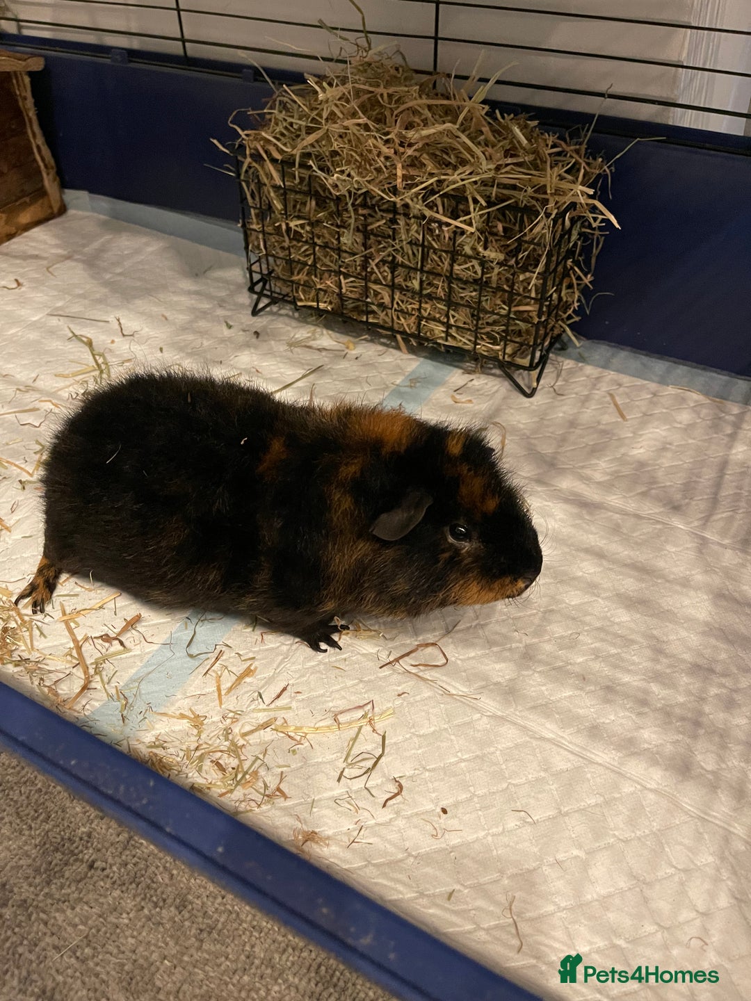 Guinea Pig rodents for sale: Male guinea pig - Image 6