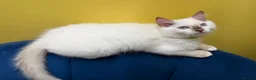 Ragdoll cats for sale: ⭐️TICA⭐️PEDIGREE⭐️Ragdoll Kittens✅HCM/PKD CLEAR✅ - Advert 8