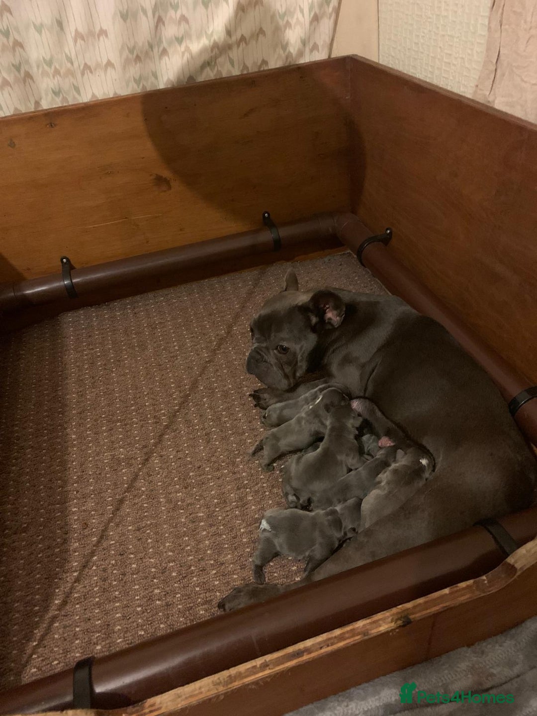French Bulldog dogs for sale: QUALITY SOLID BLUE FRENCH BULLDOG PUPPIES  - Advert 1