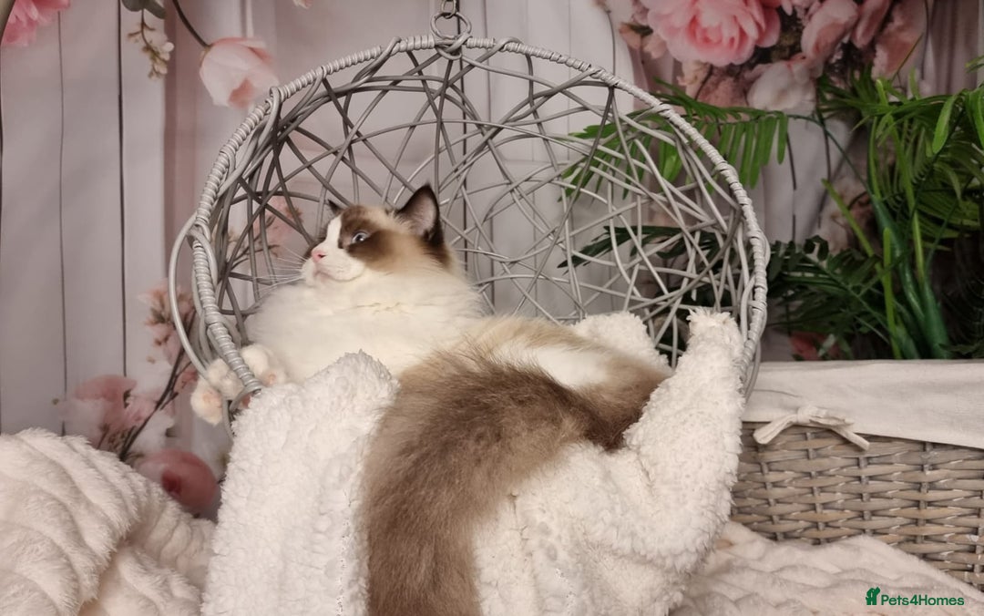 Ragdoll cats for sale: Quality Tica reg Ragdoll kittens  - Advert 27