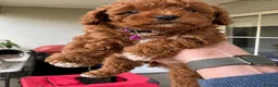 Toy Poodle dogs for sale: Fantastic Toy poodle puppies Available  in Nottingham - Advert 3