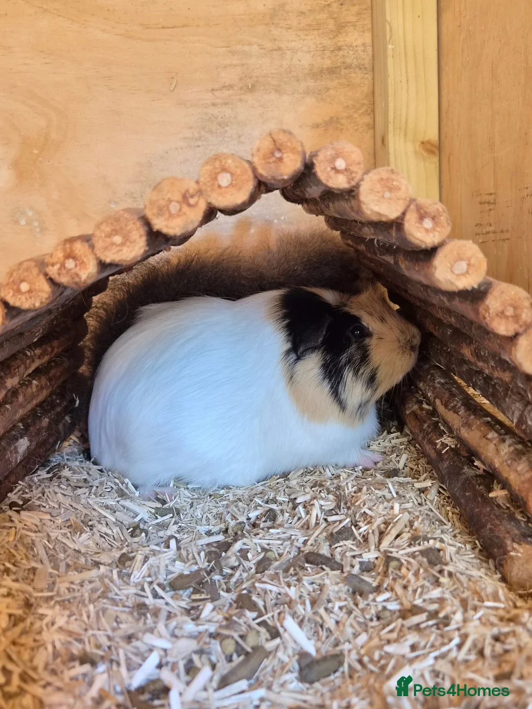 Guinea Pig rodents for sale: 3x bonded male guinea pigs - Advert 2