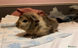 Guinea Pig rodents for sale: guinea pigs  - Image 8