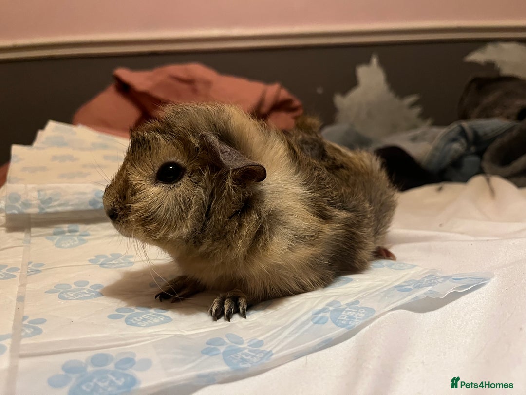 Guinea Pig rodents for sale: guinea pigs  - Image 8