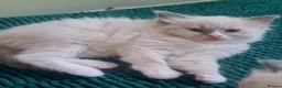 Ragdoll cats for sale: Last female Ragdoll kitty READY NOW - Advert 28
